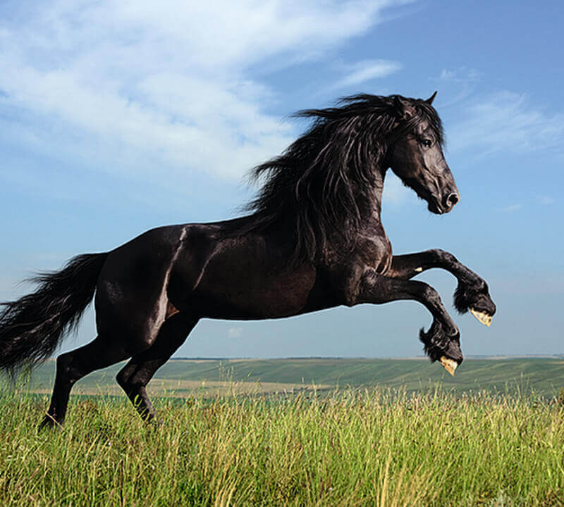 Sund og stærk hest med ProEquo